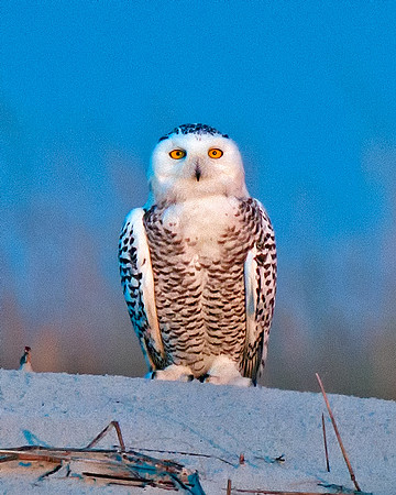 Snowy Owl