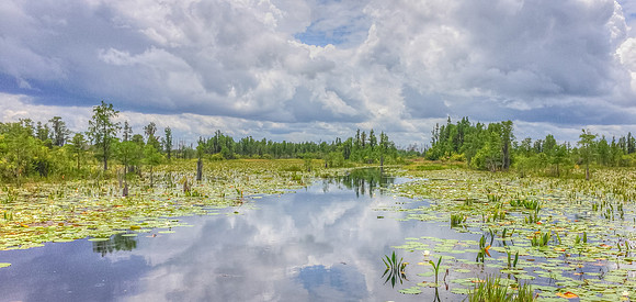 Chesser Prairie, Okefenokee NWR