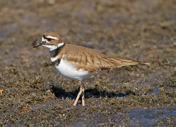 Killdeer