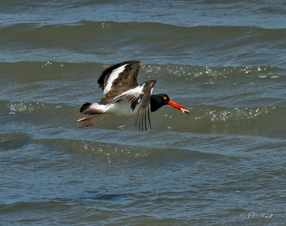 American Oystercatcher