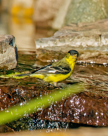 Lesser Goldfinch