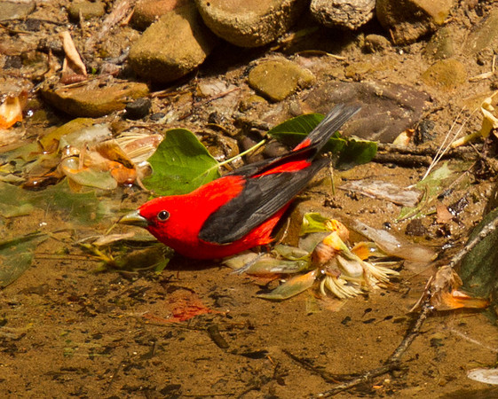 Scarlet Tanager (M)