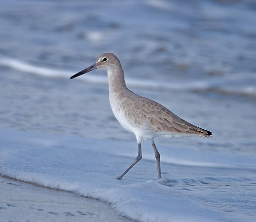 Willet