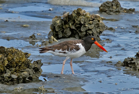 American Oystercatcher