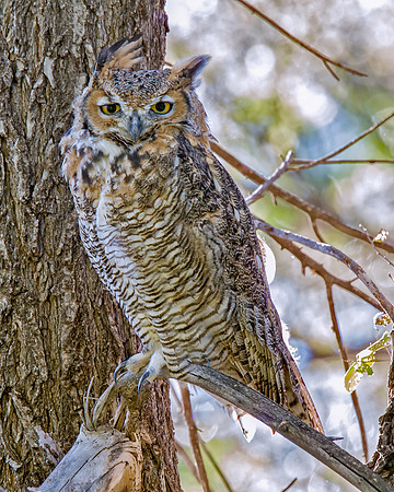 Great Horned Owl