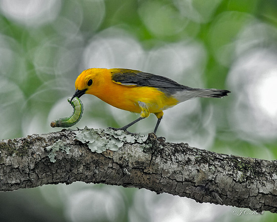 Prothonotary Warbler (M)