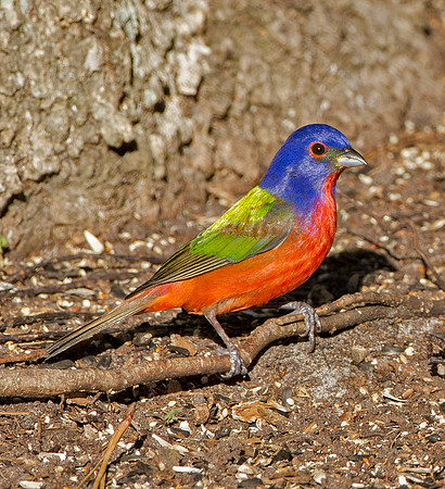Painted Bunting (M)