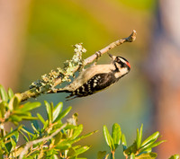 Downy Woodpecker (M)