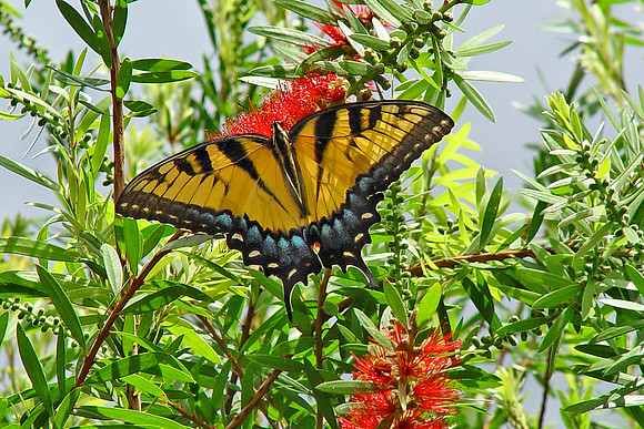 Eastern Tiger Swallowtail