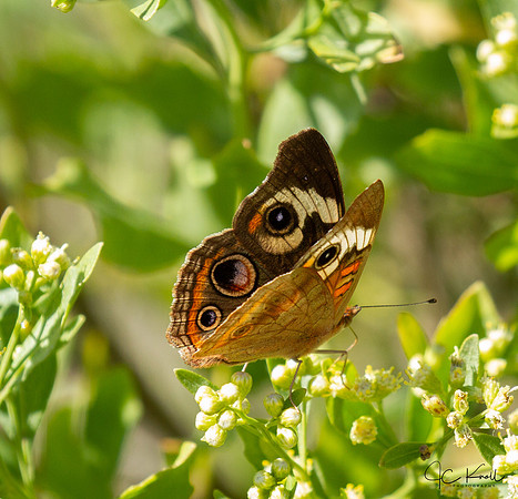 Common Buckeye