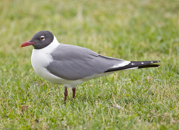 Franklin's Gull
