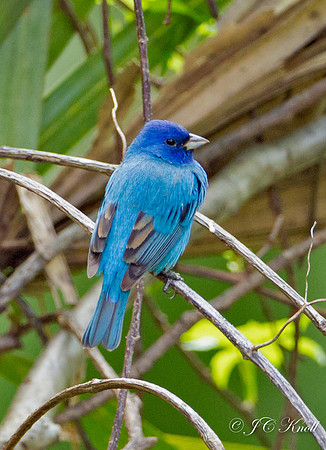 Indigo Bunting (M)