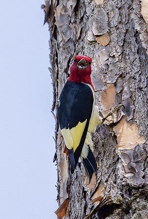 Red-headed Woodpecker