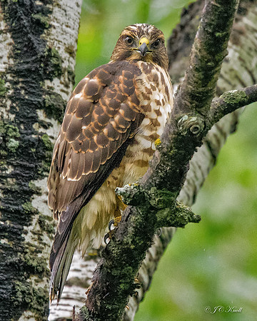 Broad-winged Hawk (Juv)