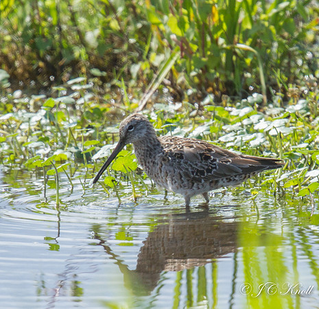 Long-billed Dowitcher