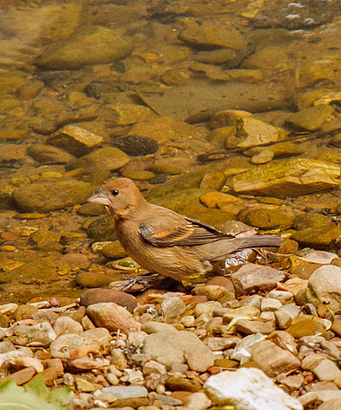 Blue Grosbeak (F)