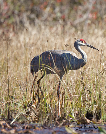 Sandhill Crane