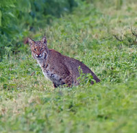Bobcat
