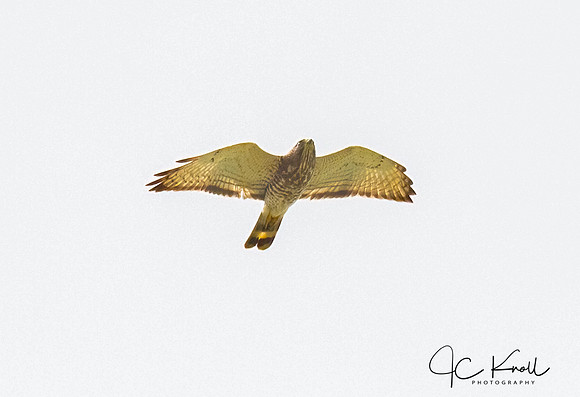 Broad-winged Hawk