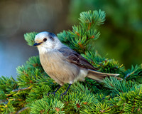 Canada Jay