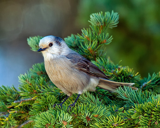 Canada Jay