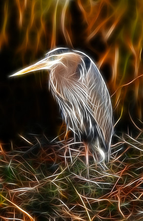 Great Blue Heron