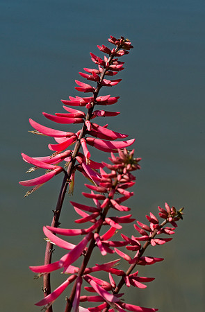 Coral Bean