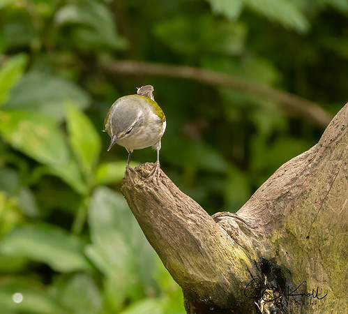 Tennessee Warbler
