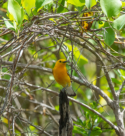 Prothonatory Warbler