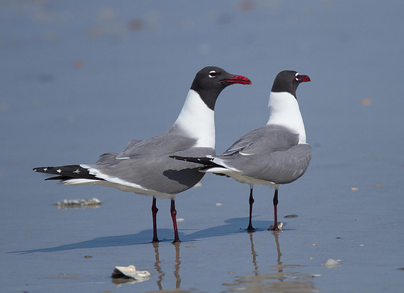 Laughing Gull