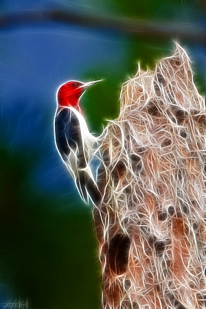 Red-headed Woodpecker