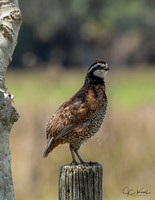 Northern Bobwhite