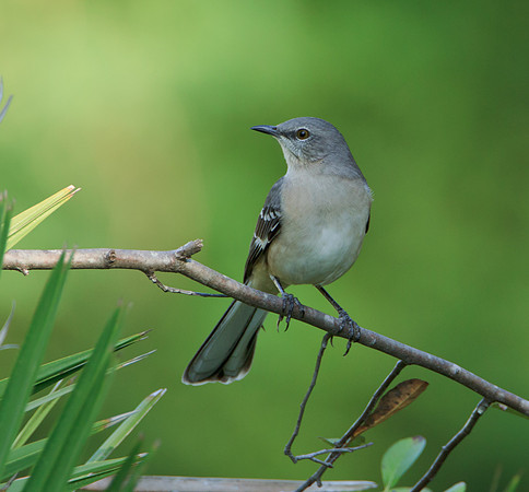 Northern Mockingbird