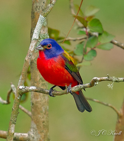 Painted Bunting (M)