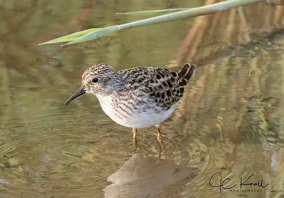 Least Sandpiper