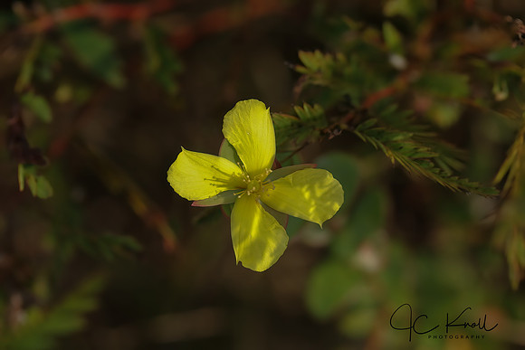 Fourpetal St. Johnswort