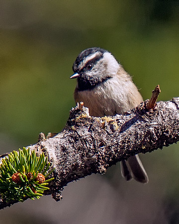 Mountain Chickadee