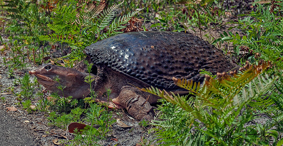 Florida Softshell Turtle