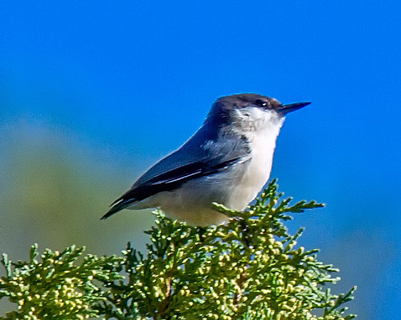 Pygmy Nuthatch