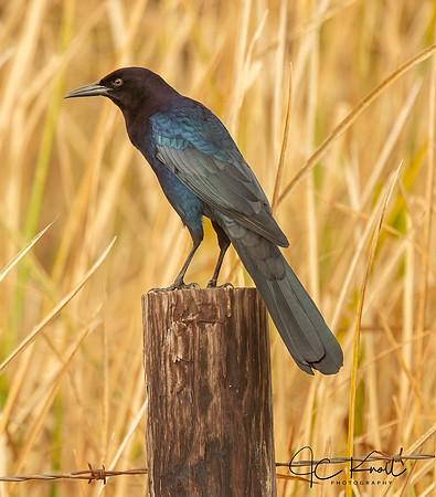 Boat-tailed Grackle