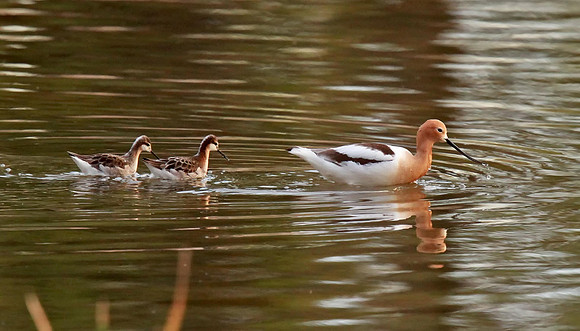 American Avocet