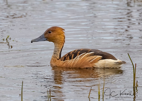 Fulvous Whistling-duck