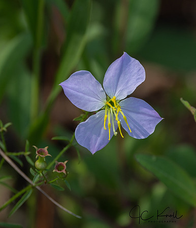Meadow Beauty
