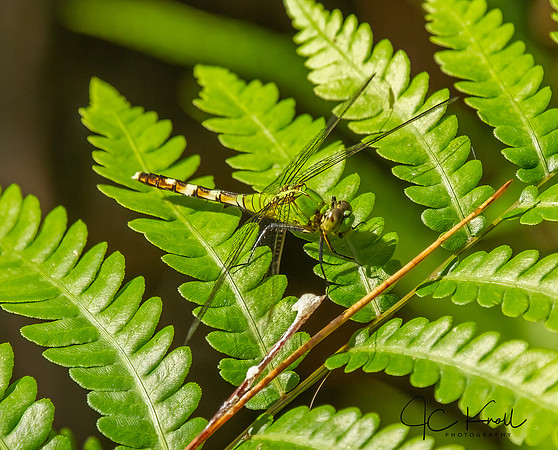 Eastern Pondhawk