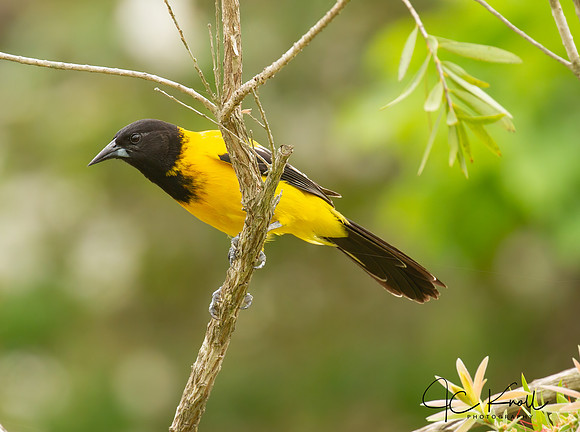 Audubon's Oriole