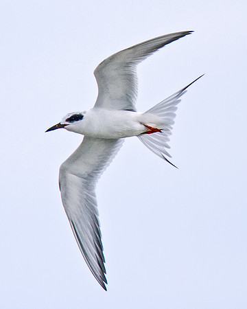 Forster's Tern