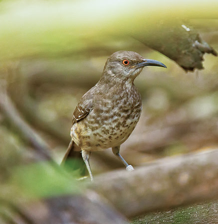 Curve-billed Thrasher