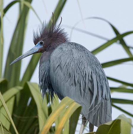 Little Blue Heron (Breeding)