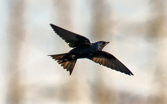 Purpple Martin (M)