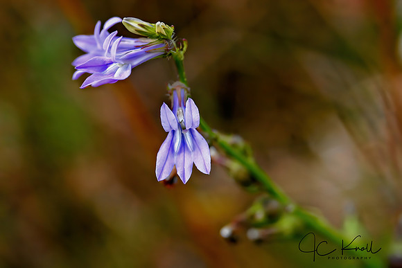 Great Lobelia